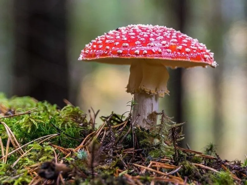 A wild mushroom